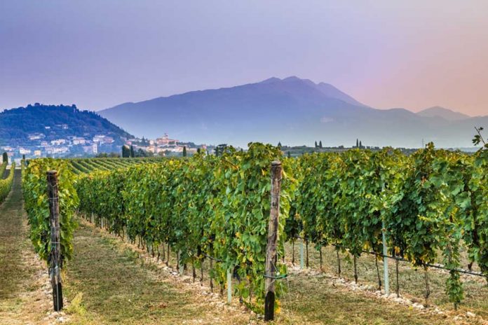 Winnice w Bardolino tuż przez zbiorami. | fot. Photomario / shutterstock
