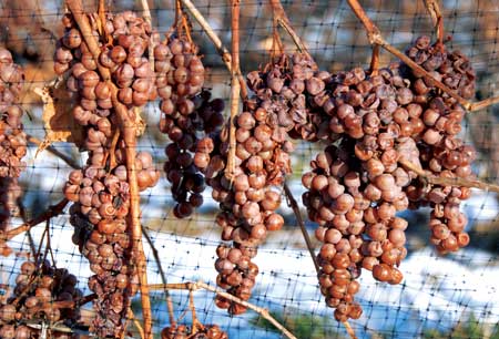 winogrona dotknięte szlachetną pleśnią | fot. Chiyacat / shutterstock