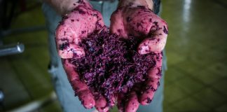 odpady winiarskie wpływ winiarstwa na środowisko