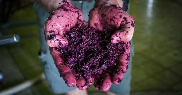 odpady winiarskie wpływ winiarstwa na środowisko