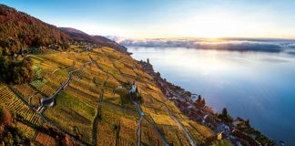 Szwajcaria: widok na winnice jesienią