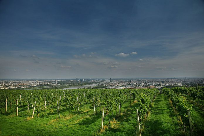 Winnice Stift Klosterneuburg