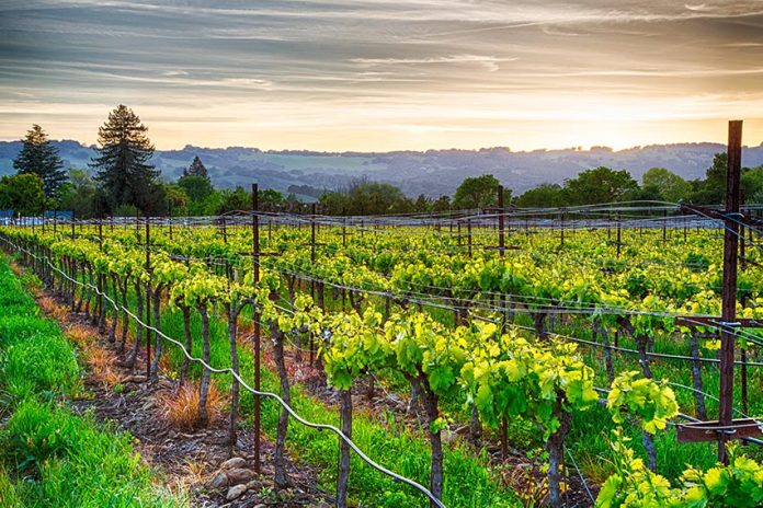 Kalifornia – kolejne kultowe winiarnie zamykane. Ale ich nazwy pozostaną…